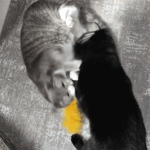 Squirrel' Organic Catnip Kicker Toy