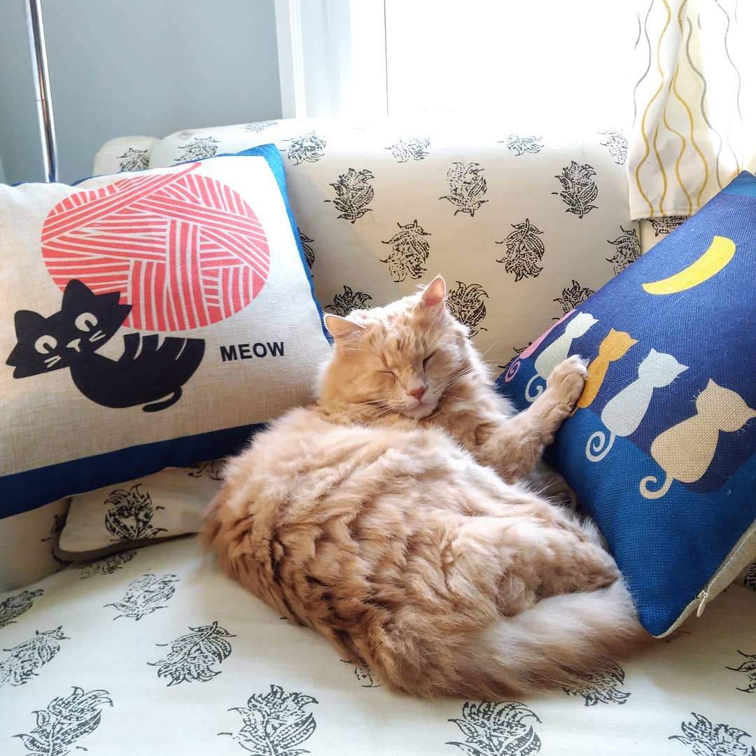 Moon Gaze Toss Pillow Cover