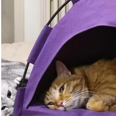 Glamping Cat Tent Bed