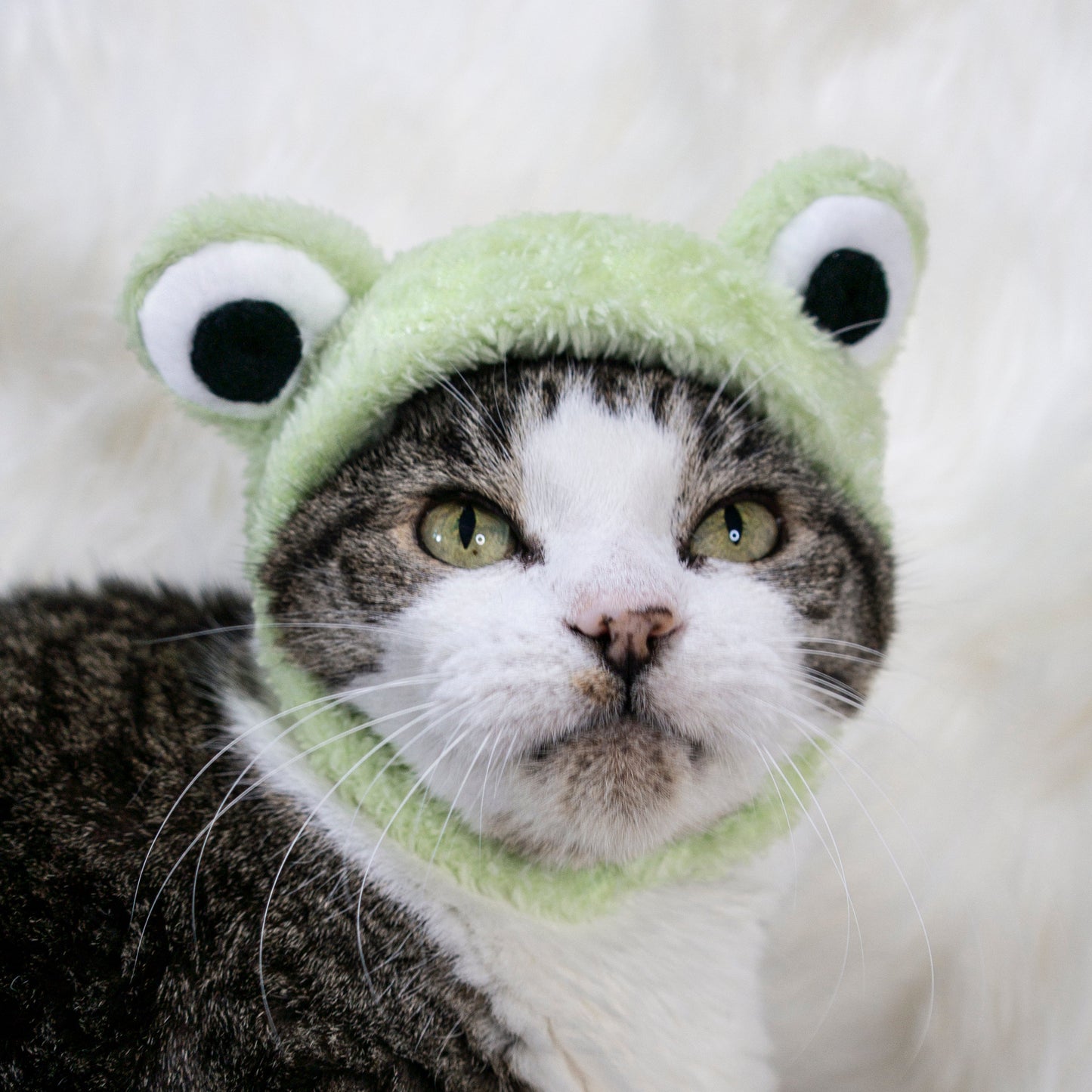 Be Hoppy Frog Hat Cat Costume