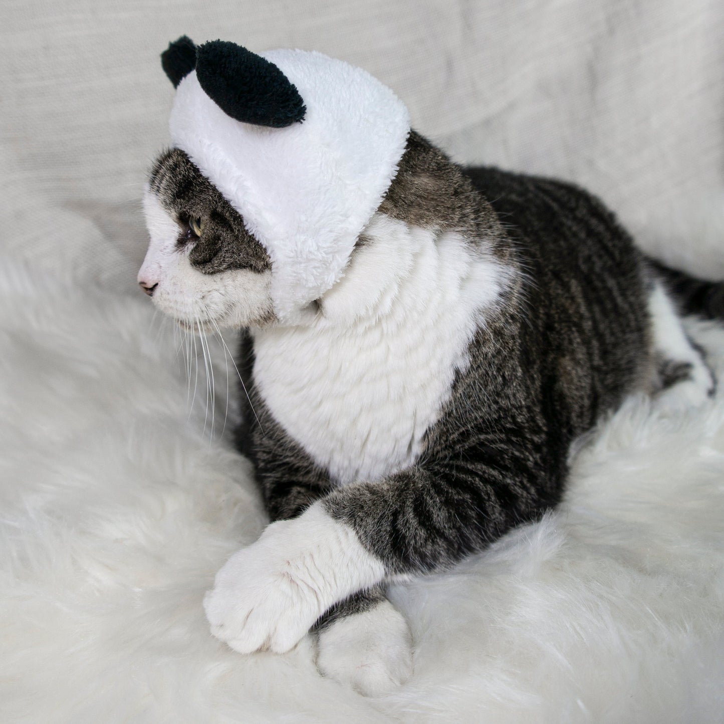 Panda Bear Hat Cat Costume